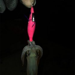 寒い中でのヒイカ釣り