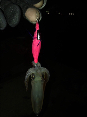 寒い中でのヒイカ釣り