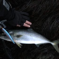 青物終わりかな