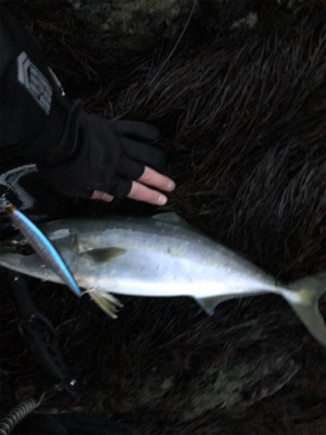 青物終わりかな