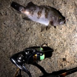 メバルを釣りたくて