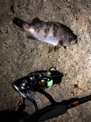 メバルを釣りたくて