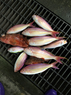 イトヨリが少々