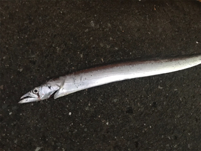 そんなところに。。。