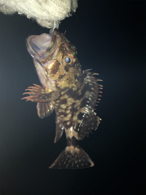 ショアジギングでダメならアジング