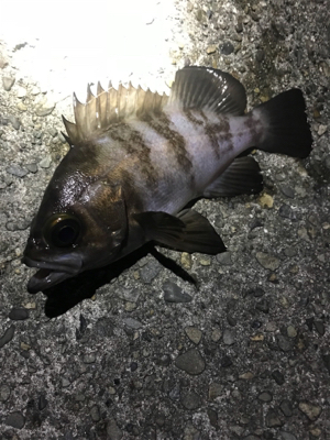 メバルいい感じ