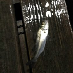 雨の中三角港周辺でライトゲーム