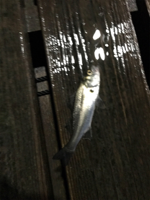 雨の中三角港周辺でライトゲーム