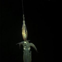 雨の降る寒い中でのヒイカ釣り