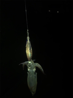 雨の降る寒い中でのヒイカ釣り