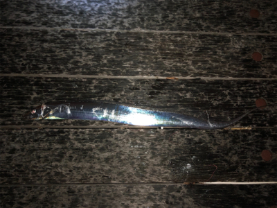 最終太刀魚大型化