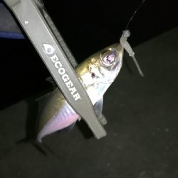 ナイトアジング