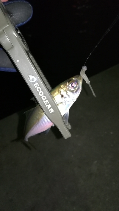 ナイトアジング