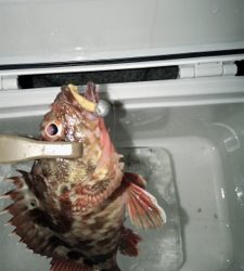 なんとか1匹( ´Д`)y━･~~