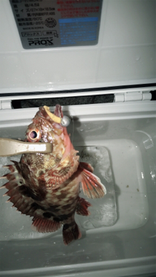 なんとか1匹( ´Д`)y━･~~