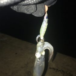 寒い中での劇渋ヒイカ釣り