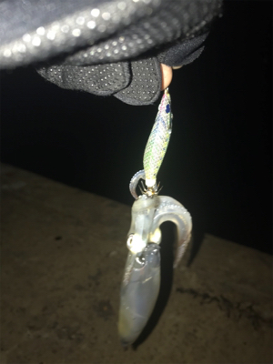 寒い中での劇渋ヒイカ釣り