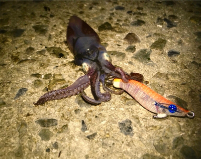 ヒイカ ライトエギング