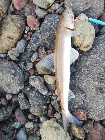 ショアジギング！