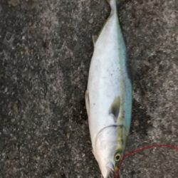 適当にしたら釣れちゃった