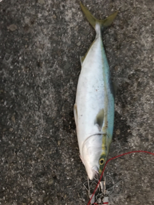 適当にしたら釣れちゃった