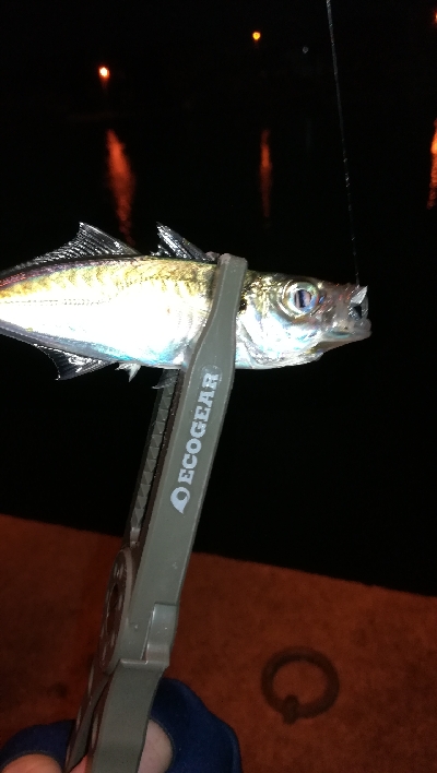 ナイトアジング