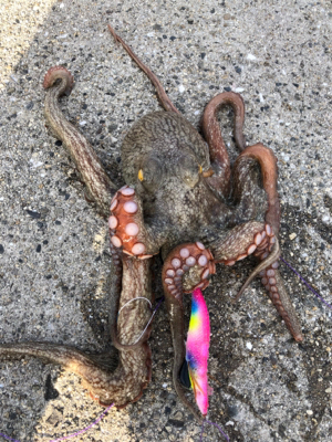 オクトパッシング