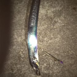 まだまだいるよ