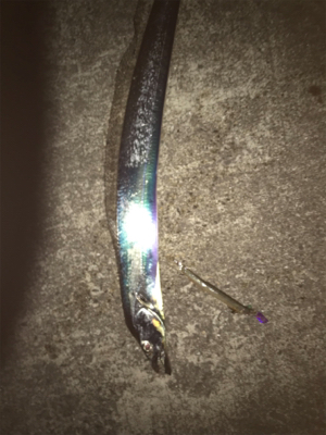 まだまだいるよ