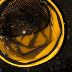 デカがしこ！！！！