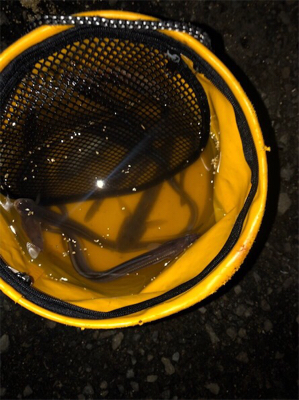 デカがしこ！！！！