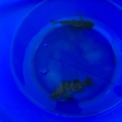 サビキ釣り朝は厳しかな！？