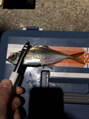 極寒でドリチンアジング