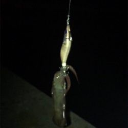 やっぱり渋いヒイカ釣り(＞＜)