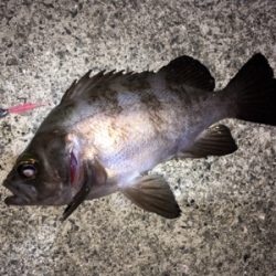 数釣りメバリング