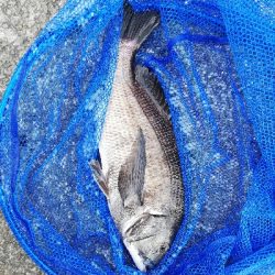 ヘチチヌ立て続けヒット