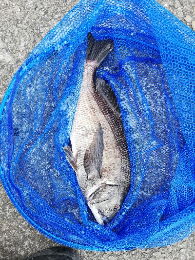 ヘチチヌ立て続けヒット