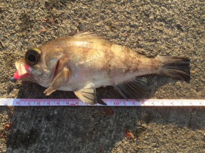 強風で寒かったです