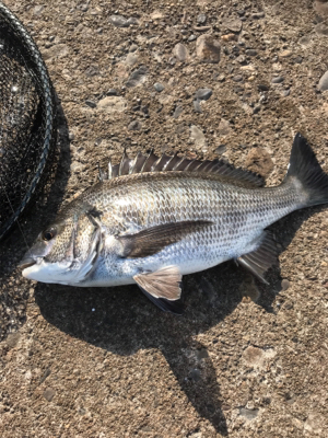 先週のリベンジ フカセ