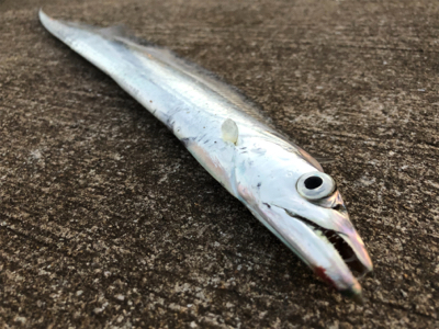 寒い寒い太刀魚