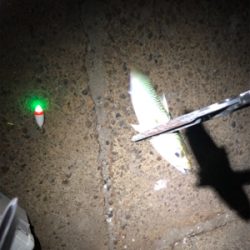 鱗付けがサバちゃんに…(´༎ຶོρ༎ຶོ`)