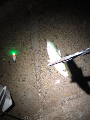 鱗付けがサバちゃんに…(´༎ຶོρ༎ຶོ`…