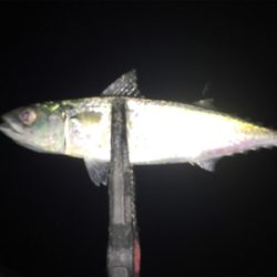 アジ狙いで出撃するも