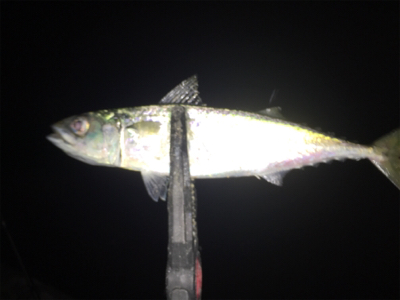 アジ狙いで出撃するも