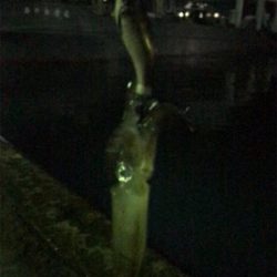 やっぱり渋いヒイカ釣り(＞＜)