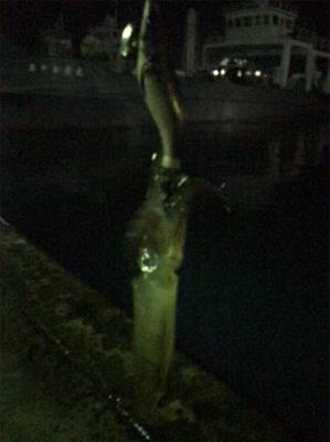 やっぱり渋いヒイカ釣り(＞＜)