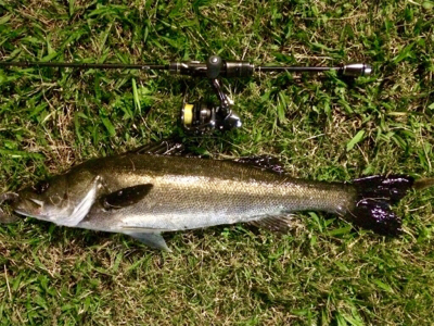 休息メバリング不成立1805〜1835