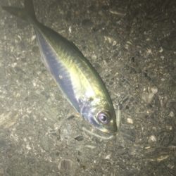 寒くなってもアジング