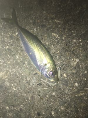 寒くなってもアジング