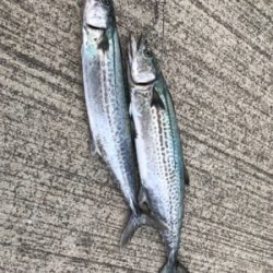 太刀魚、サゴシ